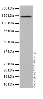Western blot - Anti-MYBBP1A antibody [EPR7205] - BSA and Azide free (AB251384)