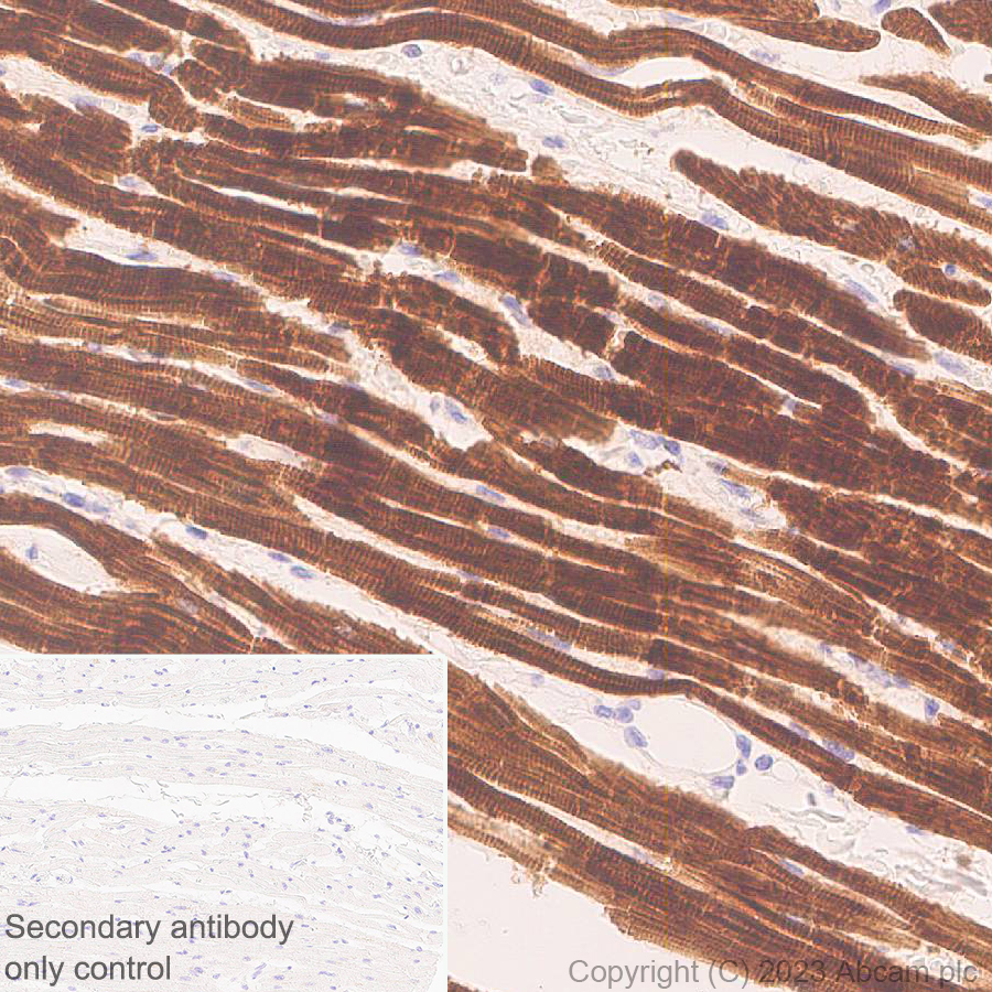 Immunohistochemistry (Formalin/PFA-fixed paraffin-embedded sections) - Anti-MYBPC3 antibody [EPR25673-58] - BSA and Azide free (ab308620), expandable thumbnail