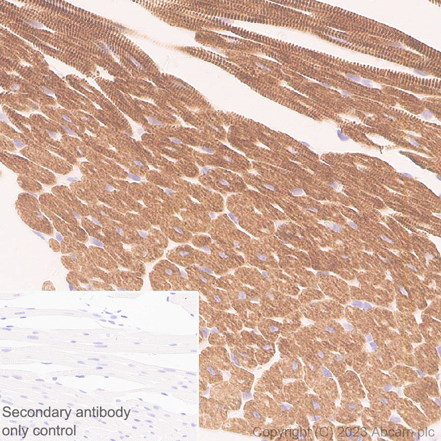 Immunohistochemistry (Formalin/PFA-fixed paraffin-embedded sections) - Anti-MYBPC3 antibody [EPR25673-58] - BSA and Azide free (AB308620), expandable thumbnail