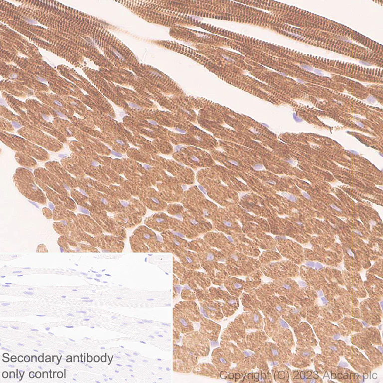 Immunohistochemistry (Formalin/PFA-fixed paraffin-embedded sections) - Anti-MYBPC3 antibody [EPR25673-58] - BSA and Azide free (AB308620)