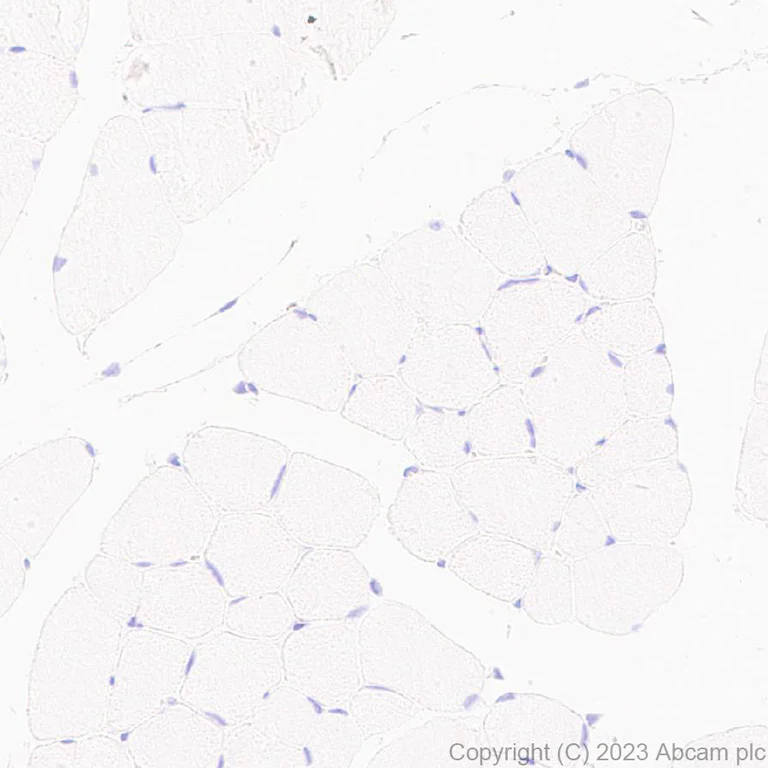 Immunohistochemistry (Formalin/PFA-fixed paraffin-embedded sections) - Anti-MYBPC3 antibody [EPR25673-58] - BSA and Azide free (AB308620)