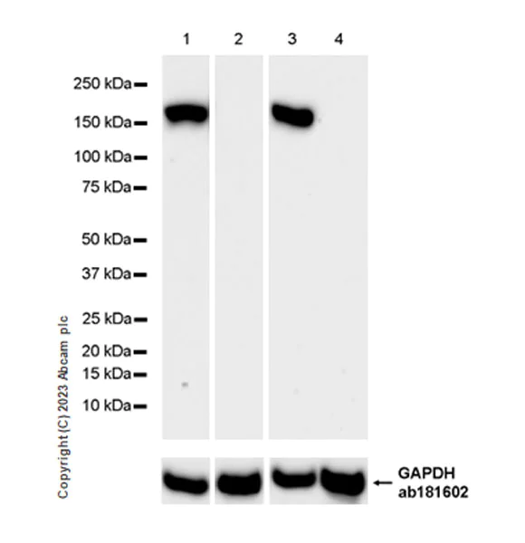 Western blot - Anti-MYBPC3 antibody [EPR25673-58] - BSA and Azide free (AB308620)