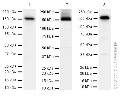 Western blot - Anti-MYBPC3 antibody [EPR3009(2)] (AB133499)
