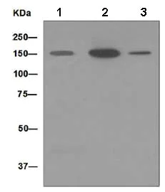 Western blot - Anti-MYBPC3 antibody [EPR3009(2)] (AB133499)