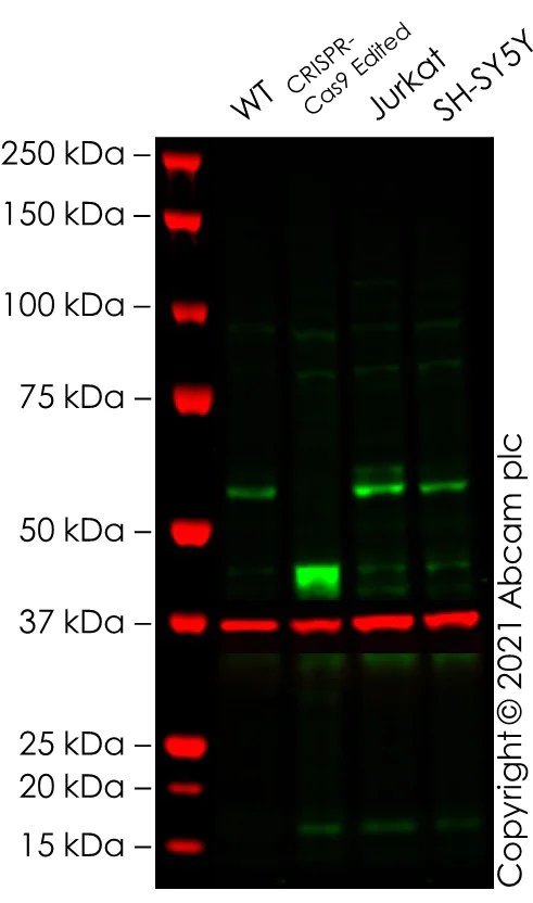 Western blot - Anti-Myc tag antibody [9E10] (AB206486)