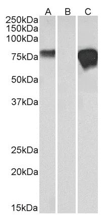 Western blot - Anti-Myc tag antibody [9E10] (AB206486)