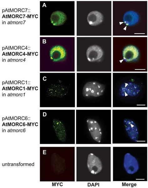 Immunocytochemistry/ Immunofluorescence - Anti-Myc tag antibody [9E10] (AB32)