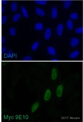 Immunocytochemistry/ Immunofluorescence - Anti-Myc tag antibody [9E10] (AB32)