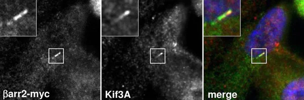 Immunocytochemistry/ Immunofluorescence - Anti-Myc tag antibody [9E10] (AB32)