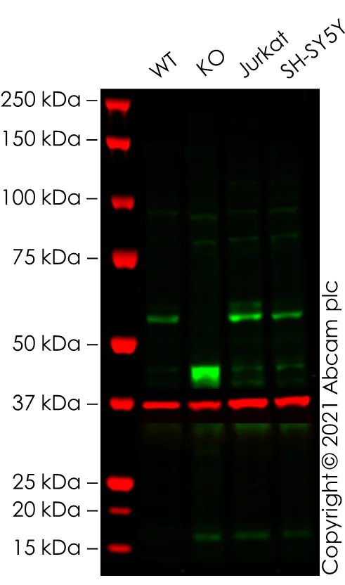 Western blot - Anti-Myc tag antibody [9E10] (AB32)