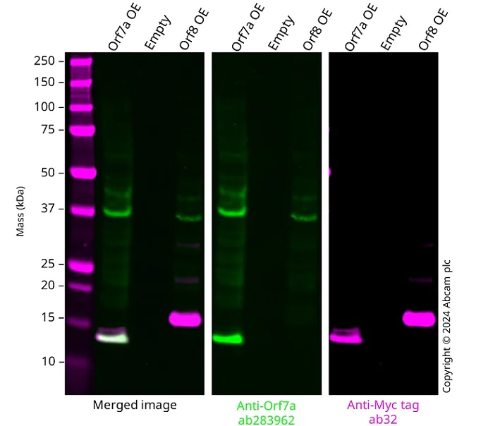 Western blot - Anti-Myc tag antibody [9E10] (AB32)