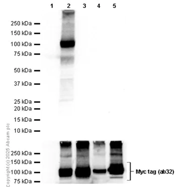 Western blot - Anti-Myc tag antibody [9E10] (AB32)