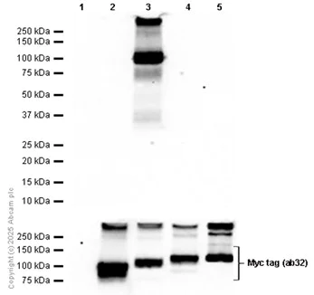 Western blot - Anti-Myc tag antibody [9E10] (AB32)