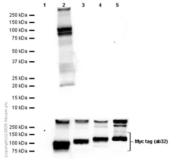 Western blot - Anti-Myc tag antibody [9E10] (AB32)
