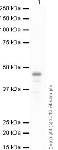 Western blot - Anti-Myc tag antibody [9E10] - BSA and Azide free (AB264603), expandable thumbnail