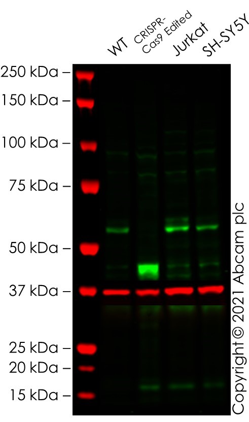 Western blot - Anti-Myc tag antibody [9E10] - BSA and Azide free (AB264603), expandable thumbnail