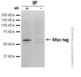 Immunoprecipitation - Anti-Myc tag antibody [9E11] (AB56)