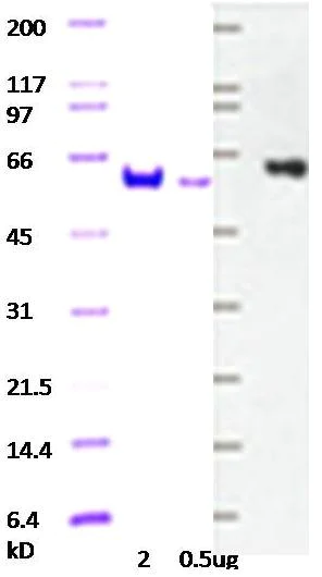Western blot - Anti-Myc tag antibody [9E11] (AB56)