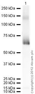 Western blot - Anti-Myc tag antibody [9E11] (AB56)