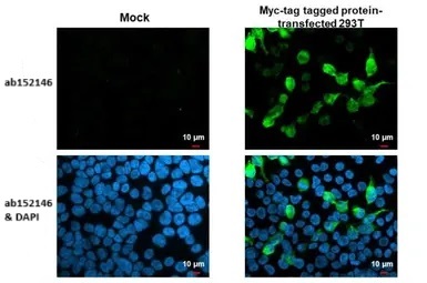 Immunocytochemistry/ Immunofluorescence - Anti-Myc tag antibody (AB152146)