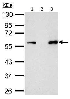 Immunoprecipitation - Anti-Myc tag antibody (AB152146)