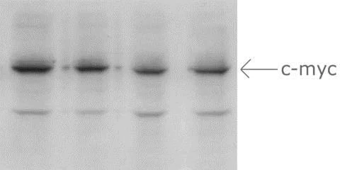 Western blot - Anti-Myc tag antibody (AB172)