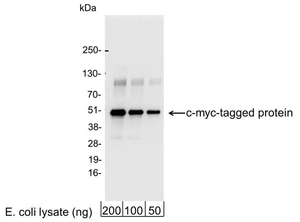 Western blot - Anti-Myc tag antibody (AB19233)