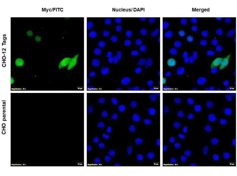Immunocytochemistry/ Immunofluorescence - Anti-Myc tag antibody (AB9106)