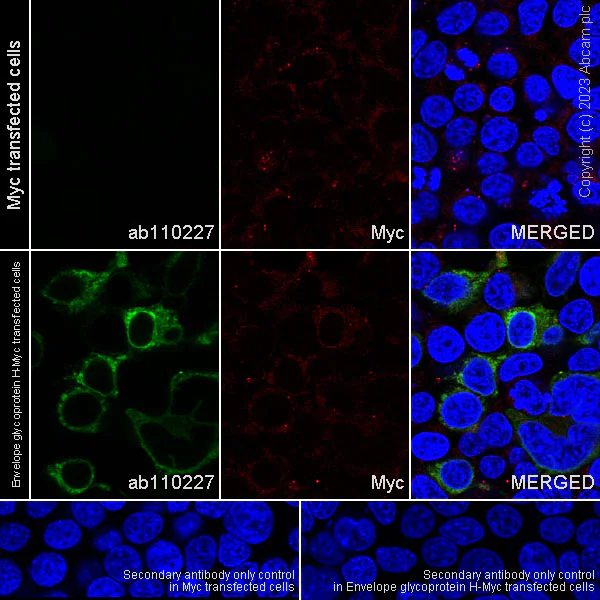 Immunocytochemistry/ Immunofluorescence - Anti-Myc tag antibody (AB9106)