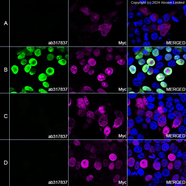 Immunocytochemistry/ Immunofluorescence - Anti-Myc tag antibody (AB9106)