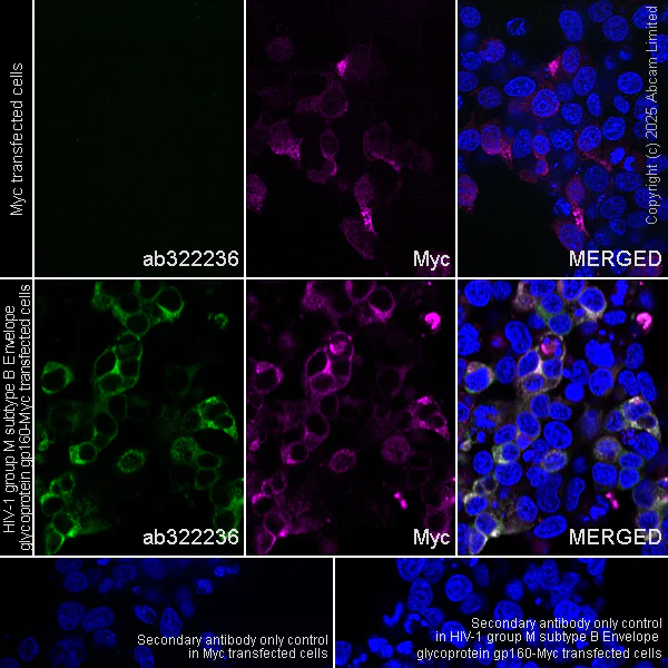 Immunocytochemistry/ Immunofluorescence - Anti-Myc tag antibody (AB9106)