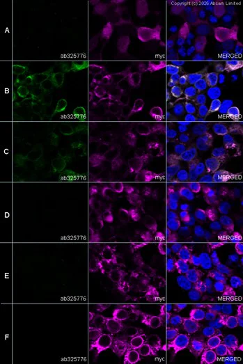 Immunocytochemistry/ Immunofluorescence - Anti-Myc tag antibody (AB9106)