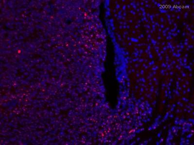 Immunohistochemistry (Frozen sections) - Anti-Myc tag antibody (AB9106), expandable thumbnail