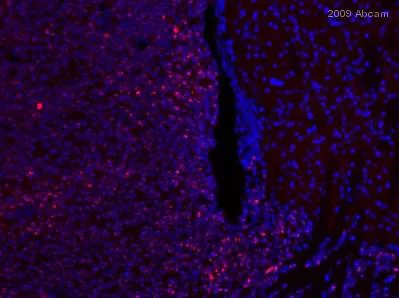 Immunohistochemistry (Frozen sections) - Anti-Myc tag antibody (AB9106)