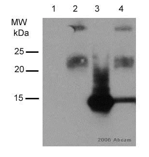 Immunoprecipitation - Anti-Myc tag antibody (AB9106)
