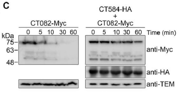 Western blot - Anti-Myc tag antibody (AB9106), expandable thumbnail
