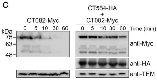 Western blot - Anti-Myc tag antibody (AB9106)