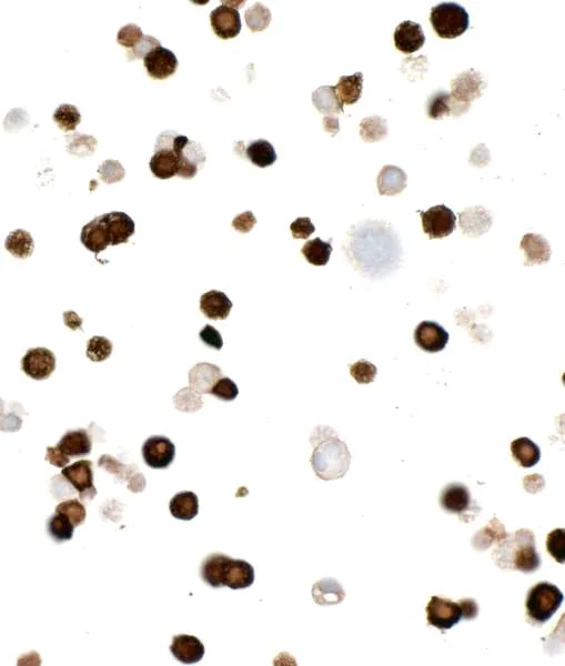 Immunocytochemistry - Anti-Myc Tag antibody [BLRE01G] (AB314108)