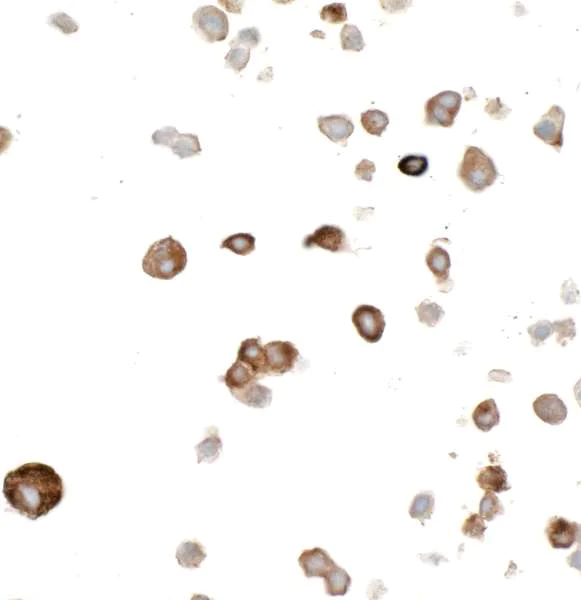 Immunocytochemistry - Anti-Myc Tag antibody [BLRE01G] (AB314108)