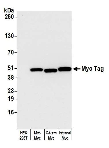 Western blot - Anti-Myc Tag antibody [BLRE01G] (AB314108)