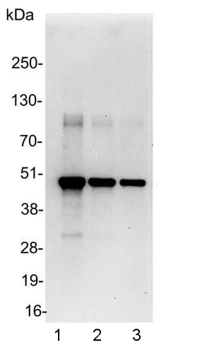 Western blot - Anti-Myc tag antibody - ChIP Grade (AB9132)