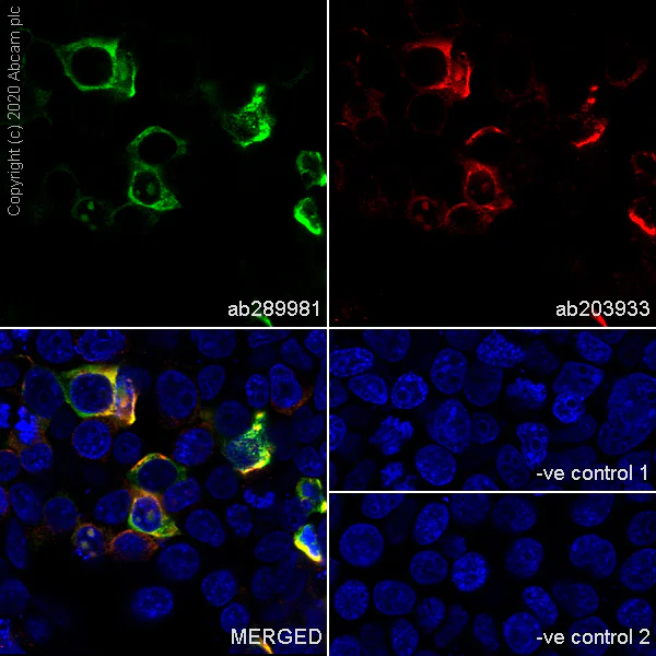 Immunocytochemistry/ Immunofluorescence - Anti-Myc tag antibody [Hyper-myc] - BSA and Azide free (AB290006)