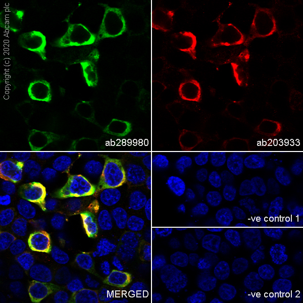 Immunocytochemistry - Anti-Myc tag antibody [Hyper-myc] - Mouse IgG2a (Chimeric) (AB289980), expandable thumbnail