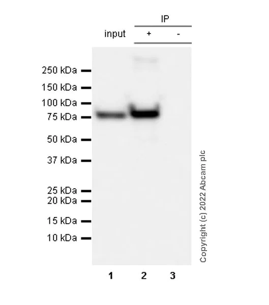 Immunoprecipitation - Anti-Myc tag antibody [Hyper-myc] - Mouse IgG2a (Chimeric) (AB289980)
