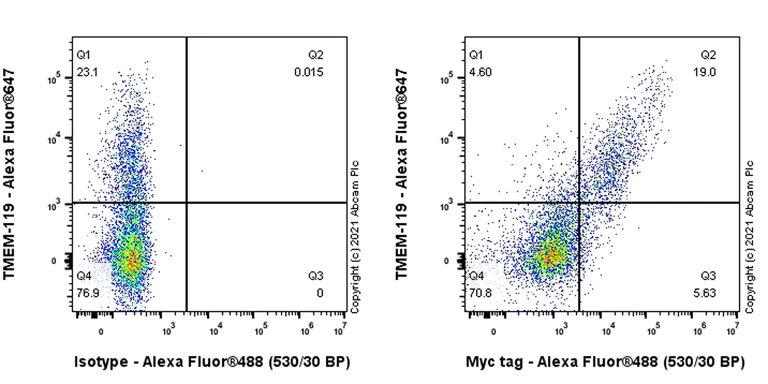 Flow Cytometry (Intracellular) - Anti-Myc tag antibody [Hyper-myc] - Mouse IgG2a (Chimeric) - BSA and Azide free (AB290005)