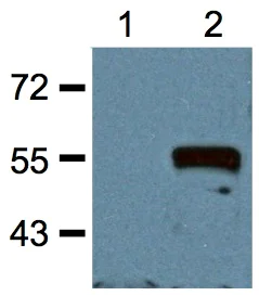 Western blot - Anti-Myc tag antibody [Myc.A7] (AB18185)