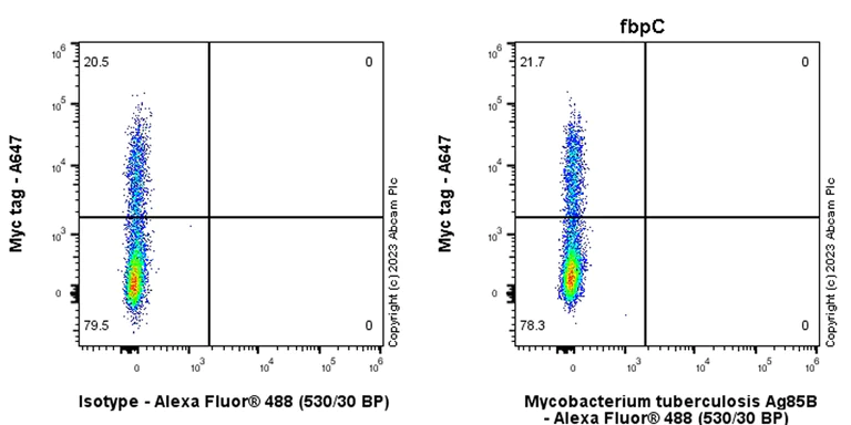 Flow Cytometry (Intracellular) - Anti-Mycobacterium tuberculosis Ag85B antibody [EPR28401-54] - BSA and Azide free (AB312329)