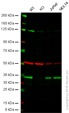 Western blot - Anti-MyD88 antibody [4D6] (AB107585)