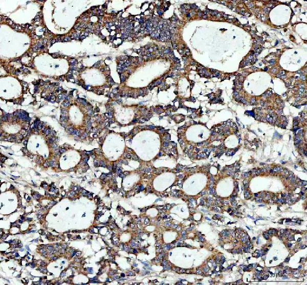 Immunohistochemistry (Formalin/PFA-fixed paraffin-embedded sections) - Anti-MyD88 antibody (AB131071)