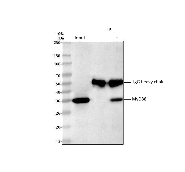 Immunoprecipitation - Anti-MyD88 antibody (AB131071)